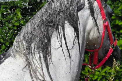 Shampoo para Cavalo