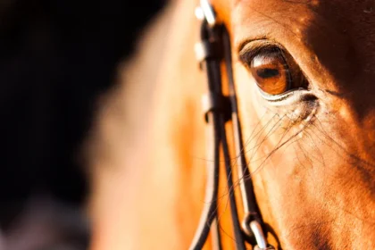 doença do gambá em cavalo